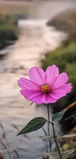 Pink flower with tranquil background
