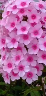 Wallpaper of pink flowers in full bloom.