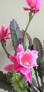 Pink flowers with green leaves on a plant in a pot.