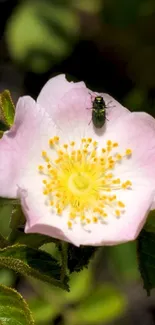 Pink flower with a beetle resting on it amidst green leaves.