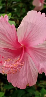 Close-up of a pink hibiscus flower in a lush garden setting.