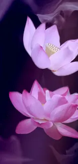 Pink lotus flowers on dark background wallpaper.