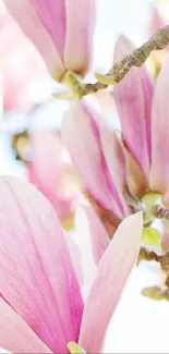 Pink magnolia blossoms on a tree branch, exuding springtime beauty.