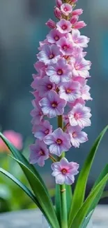 Serene pink orchid bloom with green leaves on display.
