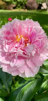 Close-up of a pink peony flower in a garden setting.