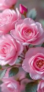 Beautiful bouquet of pink roses with green leaves.