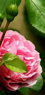 Closeup of a pink rose with lush green leaves in a mobile wallpaper.