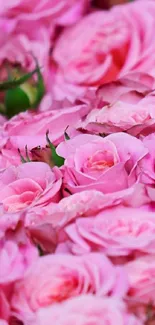 Close-up of vibrant pink roses in full bloom, perfect for a floral wallpaper.