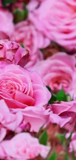 Close-up of vibrant pink roses in full bloom as a mobile wallpaper.