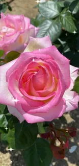 Beautiful pink rose with sparkling accents, perfect for a serene mobile wallpaper.