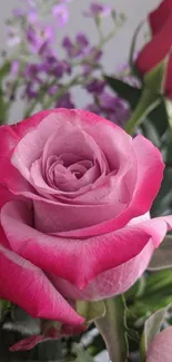 Close-up of vibrant pink rose with soft petals and lush greenery.