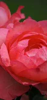 Beautiful pink rose with detailed petals and rich colors.