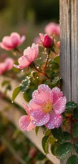 Pink roses with dewdrops on rustic wooden fence.