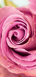 Close-up of a pink rose with detailed petals.