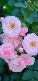 Pink roses with green leaves mobile wallpaper.