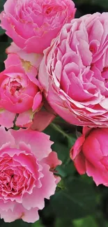 A cluster of beautiful pink roses on a lush green background.