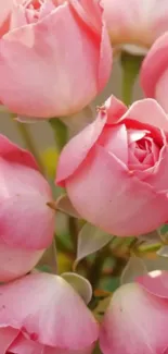 Close-up of blooming pink roses with soft petals.