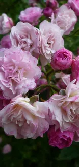 Close-up of beautiful pink roses in bloom.