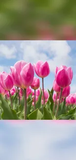 Pink tulip field under a blue sky, perfect for mobile wallpaper.