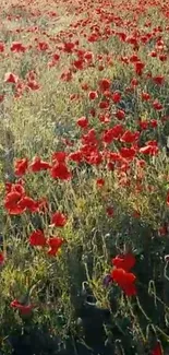 Vibrant poppy field with red flowers and lush greenery.