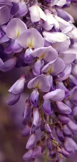 Cascading purple flowers wallpaper for mobile.