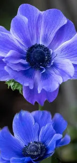 Close-up of vibrant purple flowers in bloom.