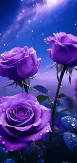 Purple roses with dew against a starry night sky.