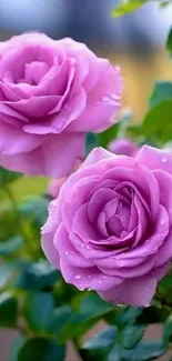 Mobile wallpaper with vibrant purple roses and green leaves.