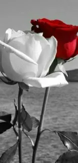 Two roses, red and white, with a monochrome backdrop.