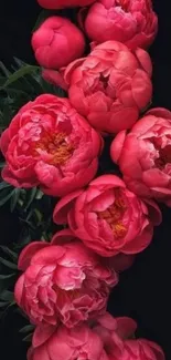 Vibrant red peonies on black background.