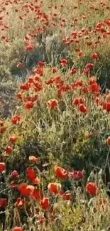 Lush poppy field with red flowers and green grass under sunlight.