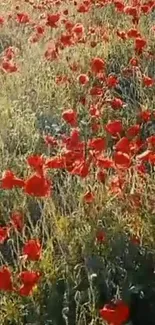 Red poppy field under bright sunlight