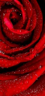 Close-up of a red rose with water droplets.