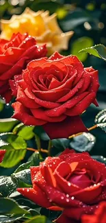 Close-up of vibrant red roses with water droplets.