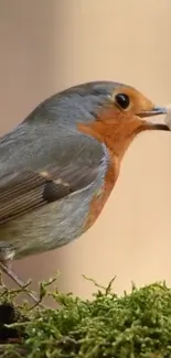 A vibrant robin perched on a mossy surface, perfect for nature-themed mobile backgrounds.