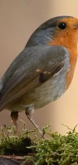 Robin perched on vibrant green moss.