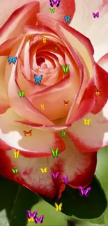 Close-up of rose with colorful butterflies.