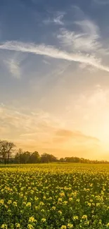 Sunset over a yellow flower field with a beautiful sky.