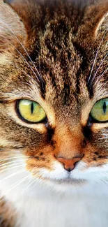 Close-up of a tabby cat with striking green eyes and detailed fur pattern.