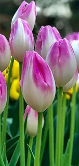 Pink and white tulips in garden wallpaper.