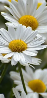 Close-up of white daisies with yellow centers in full bloom.