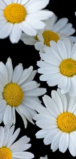 Mobile wallpaper with white daisies on black background.