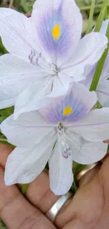 Close-up of a white flower with delicate petals in hand.