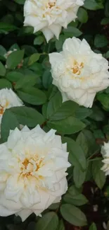 White roses with green leaves mobile wallpaper.