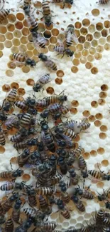 Close-up view of bees on a honeycomb in a hive.