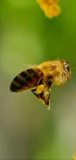 A bee hovers next to a bright yellow flower against a green background.