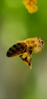 Bee in flight with vibrant green background and yellow flowers.