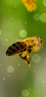 Close-up of a bee flying near yellow flowers with a green background.