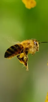 A bee in mid-flight near vibrant yellow flowers.