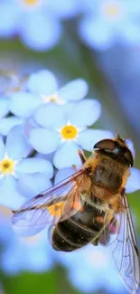 Bee perched on delicate blue flowers.